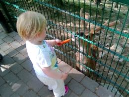 Beim Hirsch füttern im Opel-Zoo